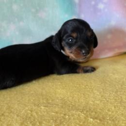 Anihya - Black and tan female Dachshund puppy in Klamath Falls, Oregon from Luvindoxys4u