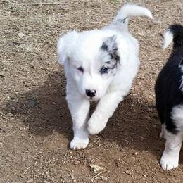 Border Collie Puppies from Dog Pond Border Collies