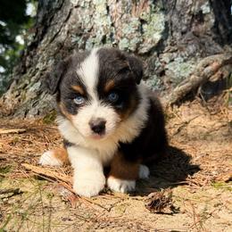 Creed - Black tri male Miniature American Shepherd puppy in Leitchfield, Kentucky from Legendmaker MAS