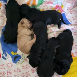 Christmas puppy - Black Male - Black male Scottish Terrier puppy in Eva, Alabama from Schulte's  Scottish Terriers