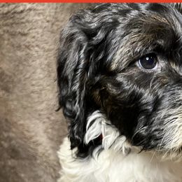 Red Collar - Goldendoodle puppy in Justin, Texas from Roch Dog Ranch