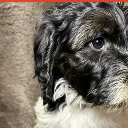 Red Collar - Goldendoodle puppy in Justin, Texas from Roch Dog Ranch