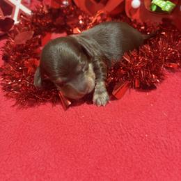 Silky chocolate and cream - Chocolate and cream male Dachshund puppy in Pleasant Plains, Arkansas from JGBs Dachshunds