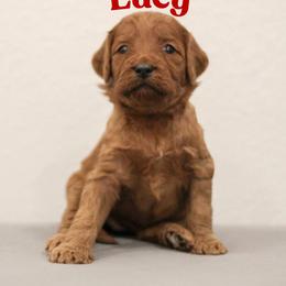 Lucy - Red  female Goldendoodle puppy in College Station, Texas from Em & El Doodles