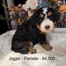 Jigger - Tri-color female Bernedoodle puppy in Royse City, Texas from Platinum Bernedoodles of Texas