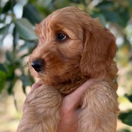 Forest - Apricot male Australian Labradoodle puppy in Riverside, California from Sycamore Canyon Labradoodle