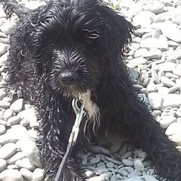 Chesapeake Bay Retrievers and Portuguese Water Dogs from Marilyn Stevens