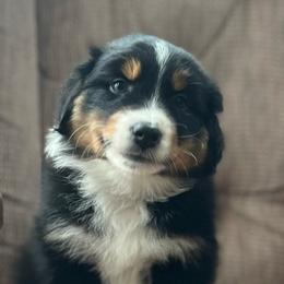 G.A. Henty - Black tri-color male Australian Shepherd puppy in Lebanon, Oregon from Mt. Hope Aussies