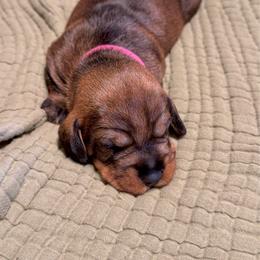 Dolly aka Sweetie - Wild boar female Dachshund puppy in Rusk, Texas from McCann Creek