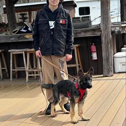 Tiche - German Shepherd
