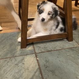 Australian Shepherd Puppies from Mountain Ridge Aussies
