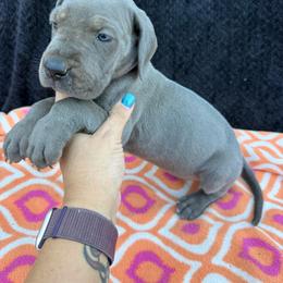Winnie - Blue female Great Dane puppy in Russellville, Arkansas from River Valley Great Danes & Miniature Schnauzers