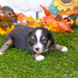 Drummer - Black tri male Toy Australian Shepherd puppy in Granbury, Texas from Best Little Aussies