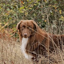 Maui - Australian Shepherd