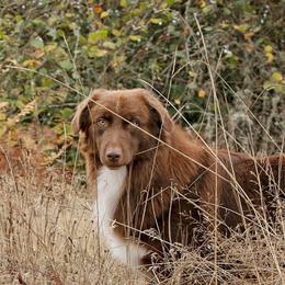 Maui - Australian Shepherd