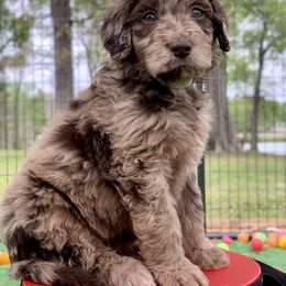Aussiedoodle and Poodle Puppies from Diamond M Poodles and Doodles