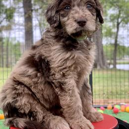 Aussiedoodle and Poodle Puppies from Diamond M Poodles and Doodles