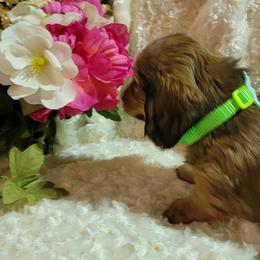 Dachshund Puppies from CLARK'S BREEDING PROGRAM