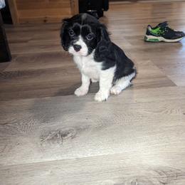 Hadassah - Black and white female Cavalier King Charles Spaniel puppy in Seymour, Missouri from Painted Blessing's AKC Cavaliers LLC
