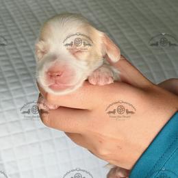 Mr. Blue-2800 - Piebald male Dachshund puppy in Sparr, Florida from From the Heart Doxies