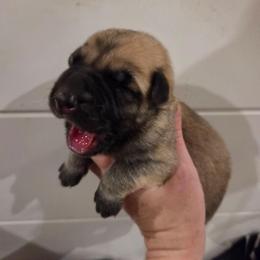 Black collar boy - Sable male German Shepherd puppy in Dallas, Pennsylvania from Mountainside German Shepherds