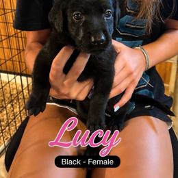 Lucy - Black female Labrador Retriever puppy in Howards Grove, Wisconsin from Hunter’s Moon Retrievers