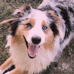 Australian Shepherds from AD's Australian Shepherds