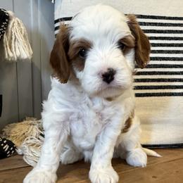 Goldie - Blenheim female Cavapoo puppy in Malad City, Idaho from FreckledCowgirlPuppies