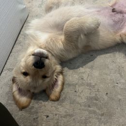 Cavalier King Charles Spaniel and Golden Retriever Puppies from Country Goldens and Mountain Top Cavaliers