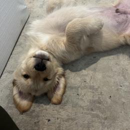 Cavalier King Charles Spaniel and Golden Retriever Puppies from Country Goldens and Mountain Top Cavaliers