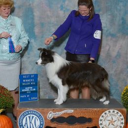 Jerry - Border Collie