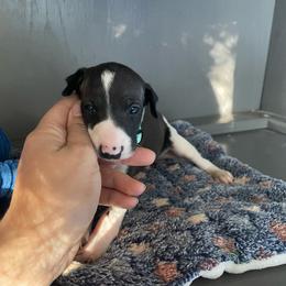 Santino - White and seal male Italian Greyhound puppy in Lancaster, Missouri from White Stone Ranch