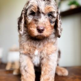 Bernedoodle and Goldendoodle Puppies from Sac River GoldenDoodles & BerneDoodles LLC