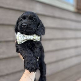 Louie - Black male Cocker Spaniel puppy in Lake, Mississippi from MGs Cockers