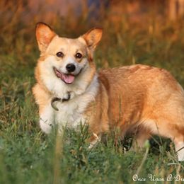Kiwi - Pembroke Welsh Corgi
