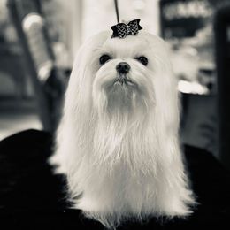 Maltese from Augustines Maltese