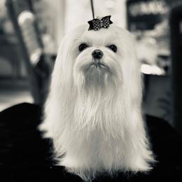 Maltese from Augustines Maltese