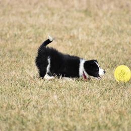 Border Collie Puppies from Gulan Farm Border Collies