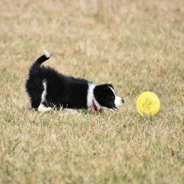 Border Collie Puppies from Gulan Farm Border Collies