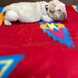 Tan Boy - Yellow male Labrador Retriever puppy in Iowa City, Iowa from Country Road Acres