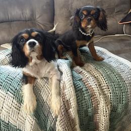 Dixie - Cavalier King Charles Spaniel