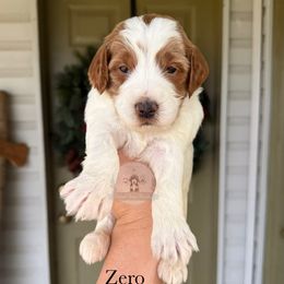 Zero - Parti male Goldendoodle puppy in Comanche, Texas from Central Texas Doodles, LLC.
