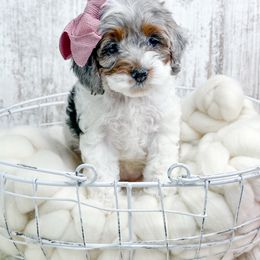 Bella - Merle female Cockapoo puppy in Otisville, Michigan from Danie’s Darling Doodles LLC