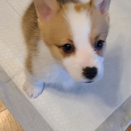 Pembroke Welsh Corgi Puppies from Creme De La Creme Corgis