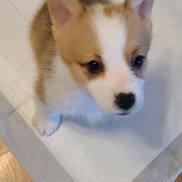 Pembroke Welsh Corgi Puppies from Creme De La Creme Corgis