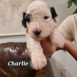 Charlie - Black and white male Portuguese Water Dog puppy in Atmore, Alabama from Gulf Coast Puppies