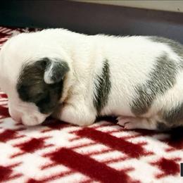 Dick - Blue brindle male American Staffordshire Terrier puppy in Clintwood, Virginia from SkyBlue Kennel
