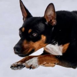Rat Terriers from 3bearfarmVT