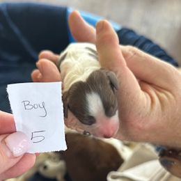 Puppy Boy 5 - Liver and white male English Springer Spaniel puppy in Lynchburg, Virginia from Southern Springers