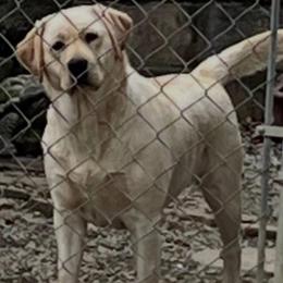 Macey - Yellow female Labrador Retriever puppy in Harlan, Kentucky from Kamalot Kennels